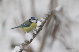 <p>SÝKORA MODŘINKA (Cyanistes caeruleus) ---- /Eurasian blue tit - Blaumeise/</p>